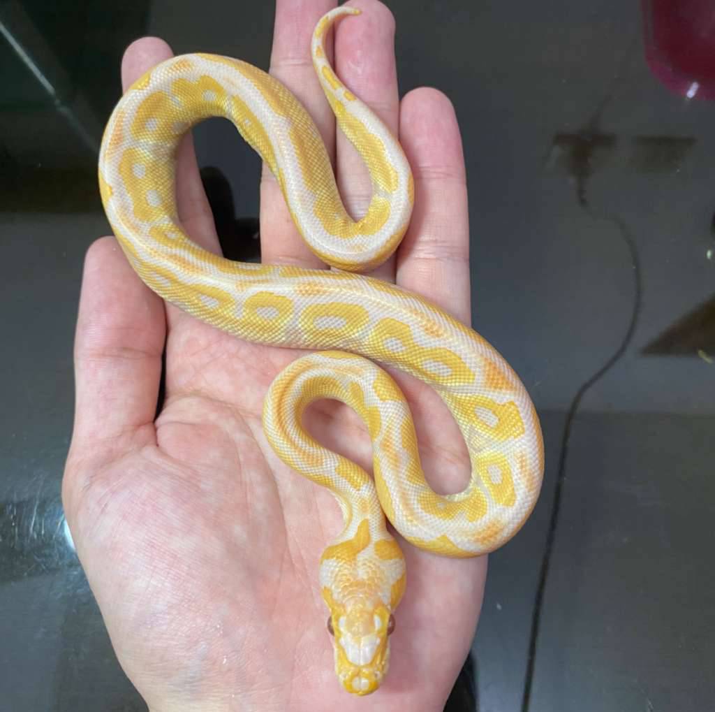 lavender-clown-poss-mojave-4JUF0H7LOI