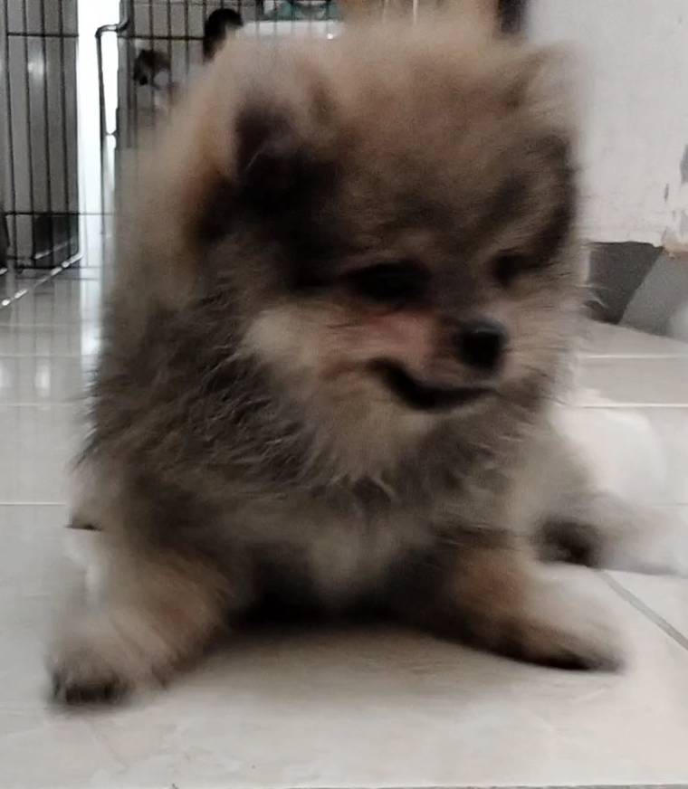 puppy-pomerian-turunan-champion-umur-3-bulan-G92V9