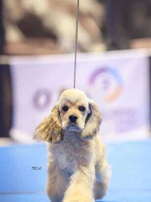 american-cocker-spaniel-puppy-super-quality-187LJY9ADO