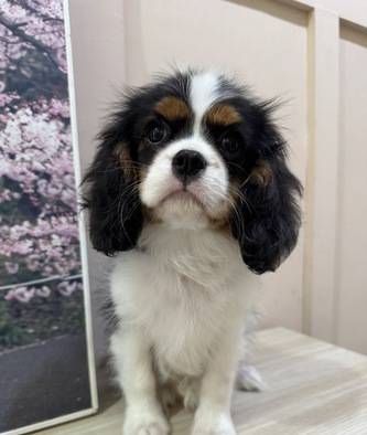 anakan-cavalier-king-charles-spaniel-jantan-LGZTG4AV55