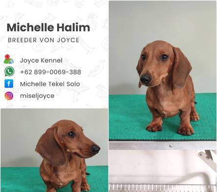 good-quality-miniature-dachshund-7I4CK0XAK6