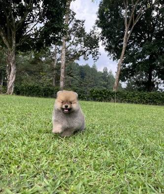 puppy-supermini-pomeranian-927QRK0IWH