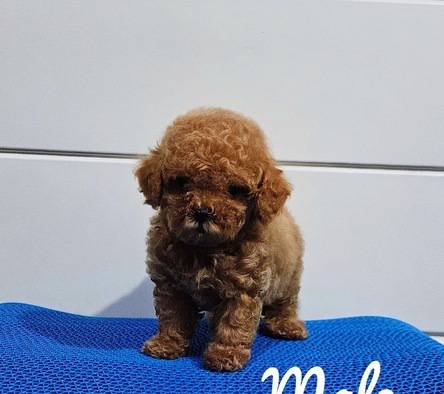 red-poodle-male--female-murah-1Y888HO9W4