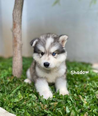 siberian-husky-gemoy-CS59SMWG47