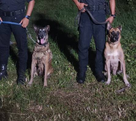 belgian-jantan-dan-betina-sepasang-SK1LO9M00L