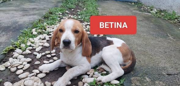 1-ekor-beagle-betina-murah-HQOERL27TC