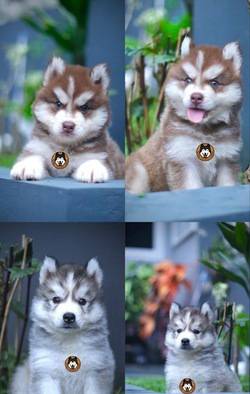 anakan-siberian-husky-jantan-longhair-RC3LWY2NV6