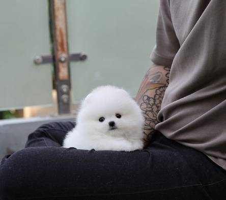 for-sale-high-quality-pomeranian-by-eclairepoms-UQ49NS0FFM