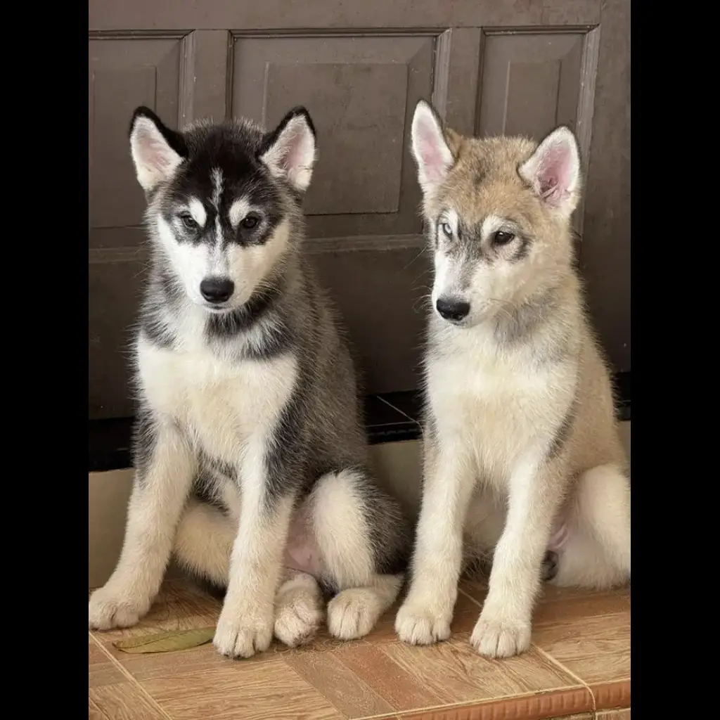 anjing-husky-3-bulan-E1OYZ