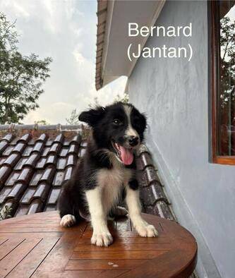 anakan-border-collie-GX2FJW3SLU