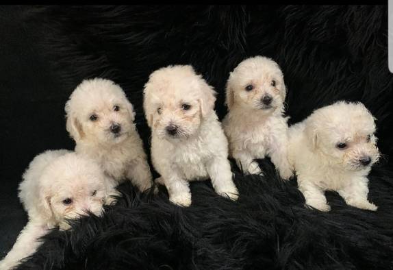 ready-for-booking-white-poodle-puppies-7OW2NRH5YB