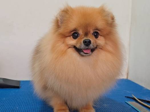 indukan-minipom-U1YGOUQN58