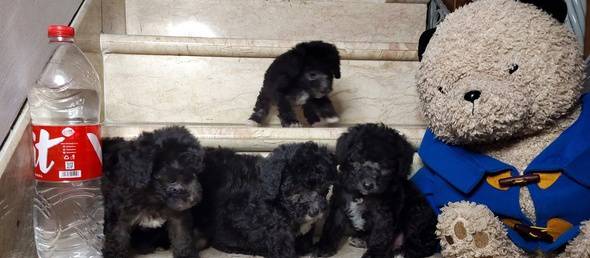 puppy-tea-cup-light-silver-poodle-berkualitas-MLX69870X3