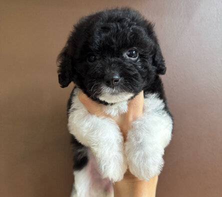 poodle-party-silver-dan-snow-white-W9YQAZ6NIR