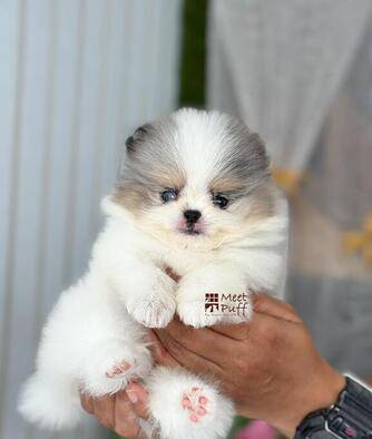 miss-latte-best-quality-pomeranian-unique-and-adorable-VM8C7NVG9T
