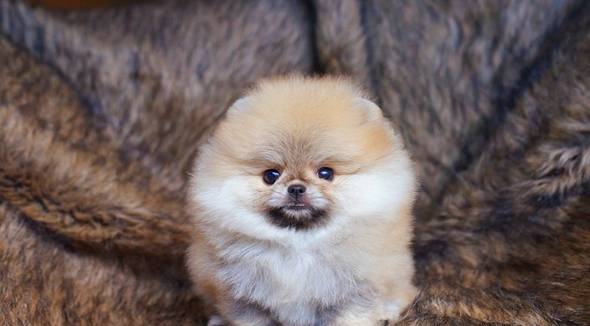 for-sale-high-quality-teddy-bear-pomeranian-06MILLVR21