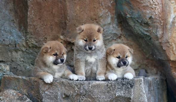 shiba-inu-puppies-for-sale-I92LV7DRT9