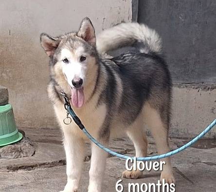 female-alaskan-malamute-bloodline-eropa-ina-ch-import-show-quality-960MI2TA2M