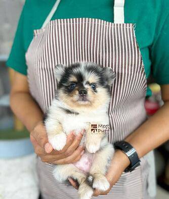 miss-purple-blue-merle-langka-unik-istimewa-high-quality-pomeranian-girl-cute-J3366R7H9V