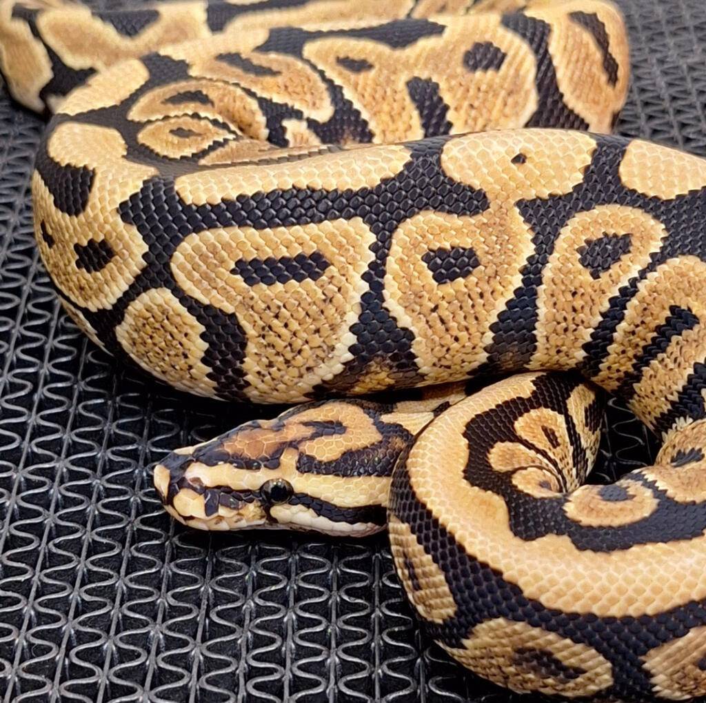 spotnose-yellow-belly-het-clown-female-juve-11JMQWLK2U