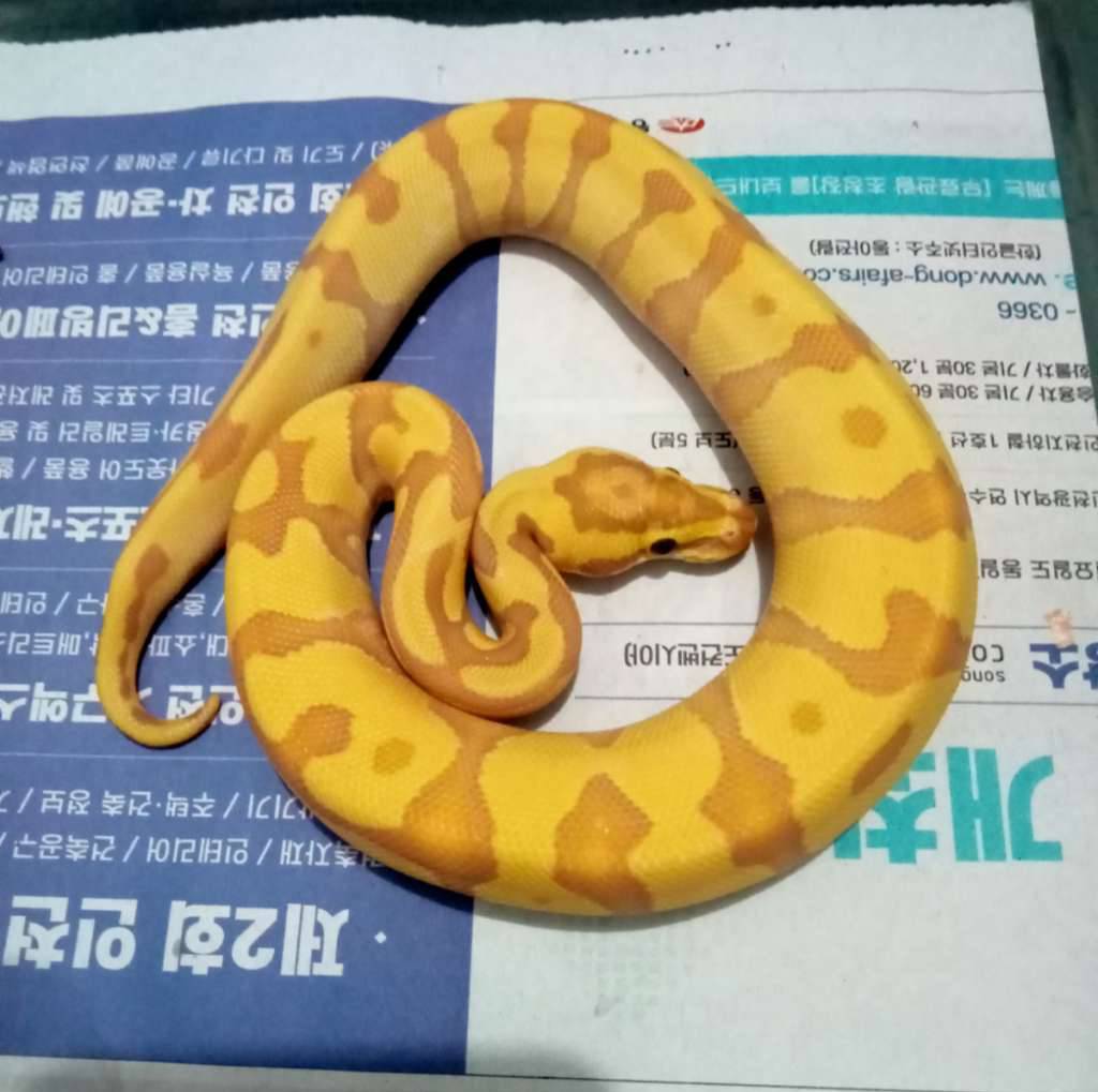 banana-enchi-poss-yb-het-clown-H7717IPFJZ