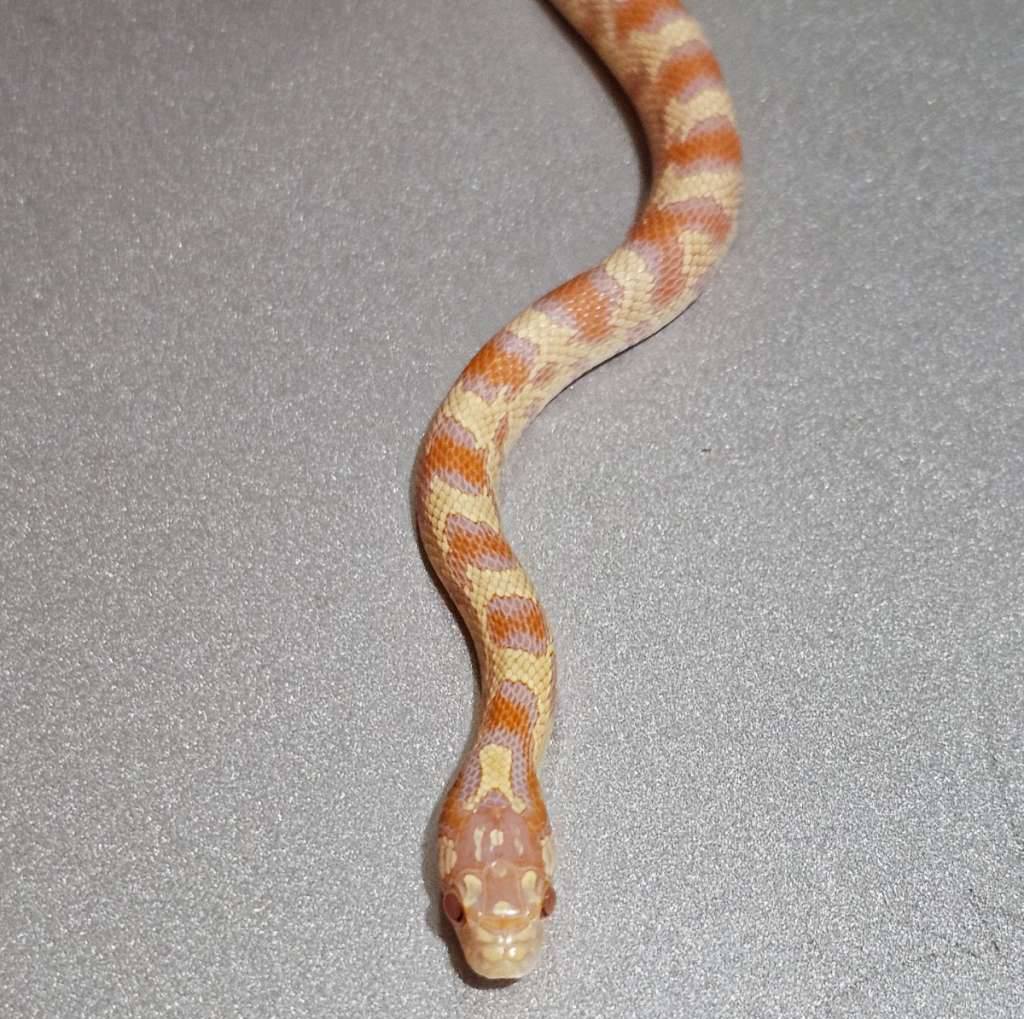 hybrid-junglecorn-albino-banana-F3W7ERM00A