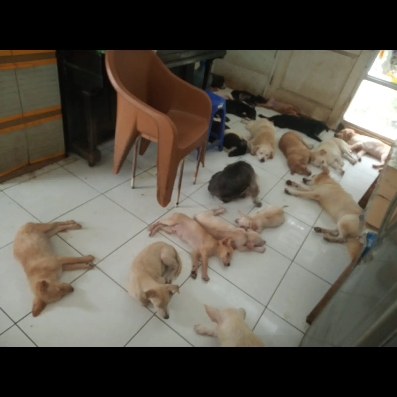 jual-anakan-labrador-mix-kintamani-umur-6-8-bulan-3ZJE9
