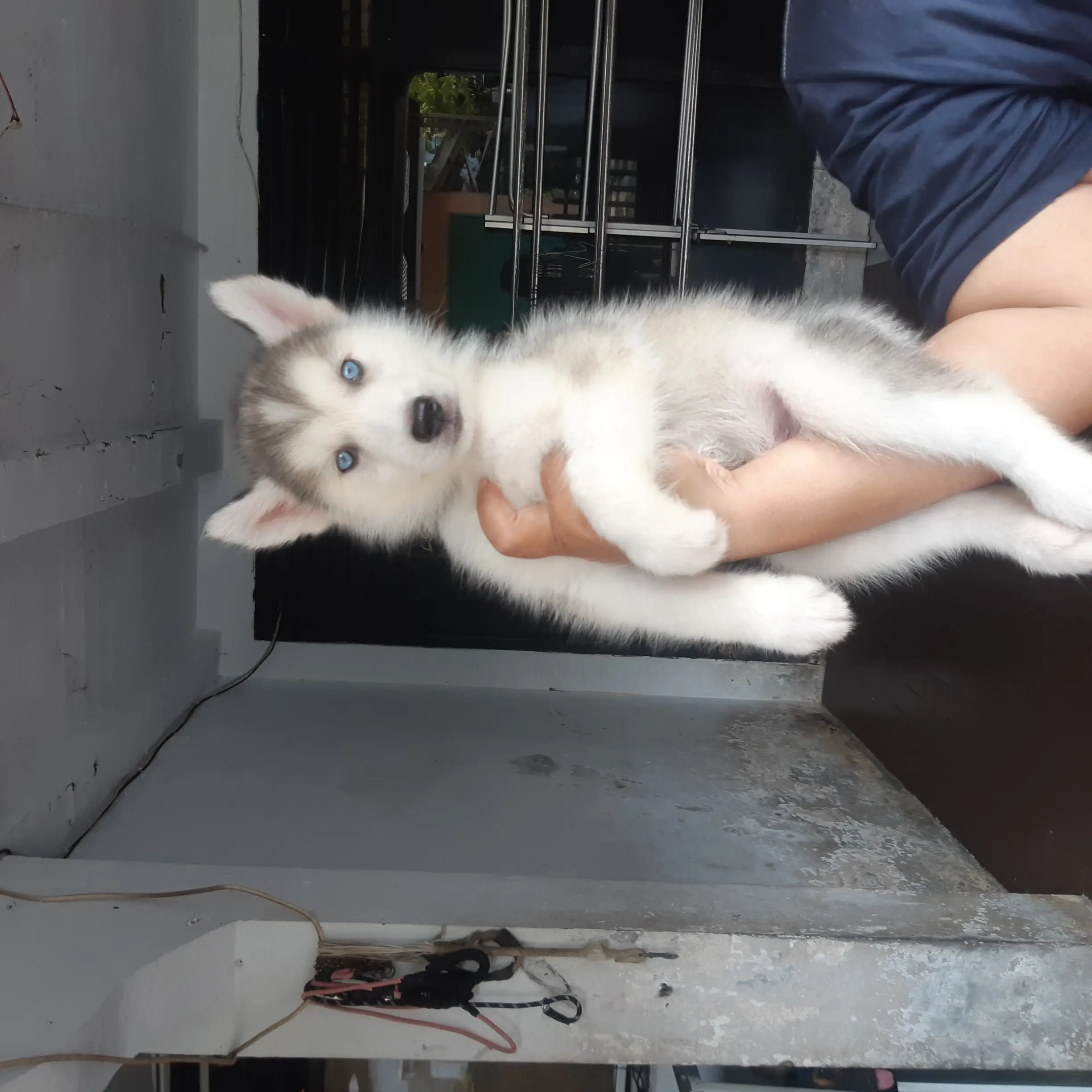 siberian-husky-KP6BQ