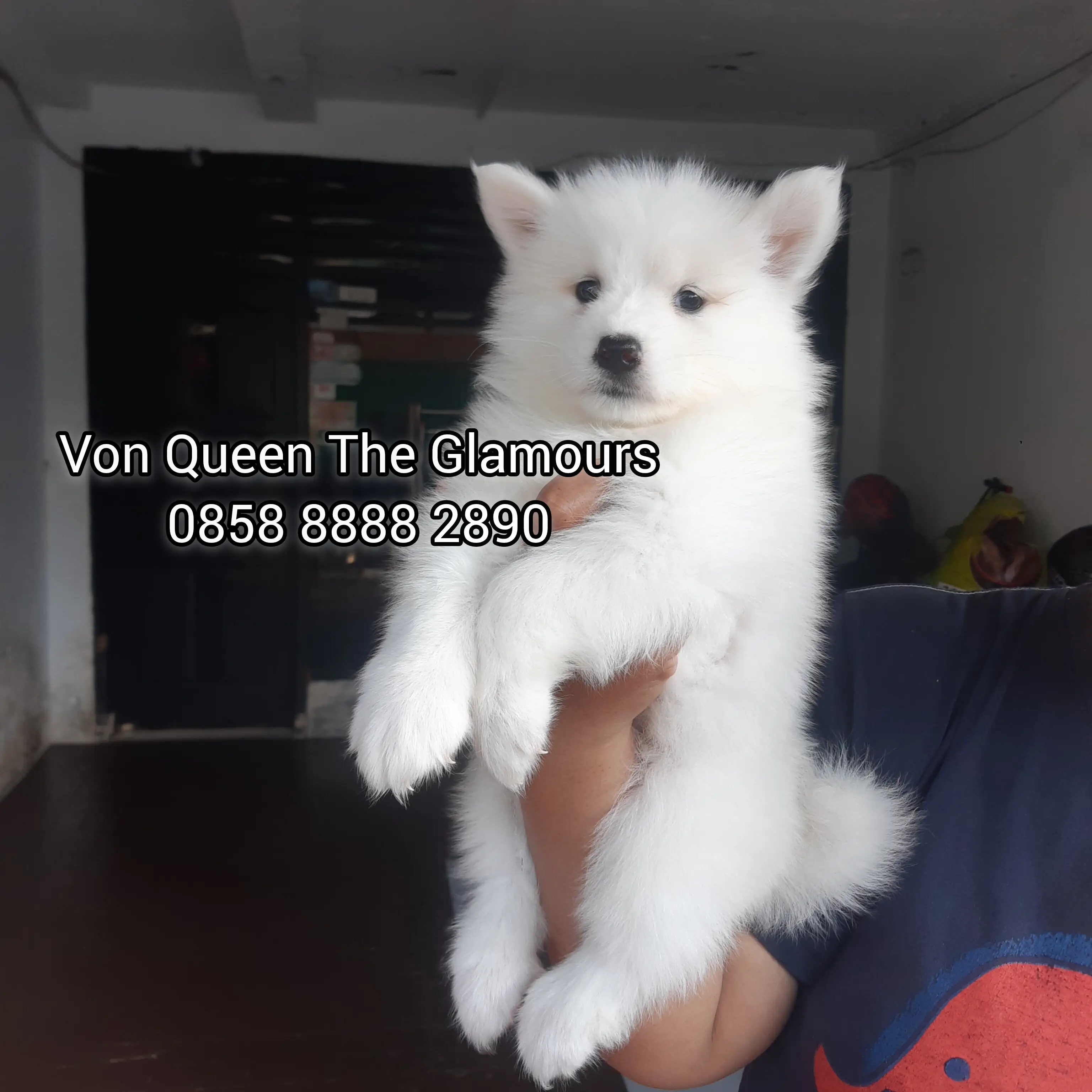 samoyed-QMGEV