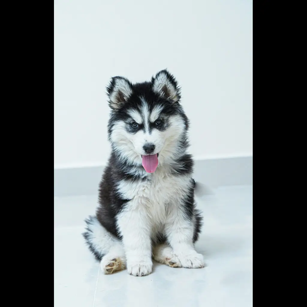 anakan-husky-male-3-bln-FM67H