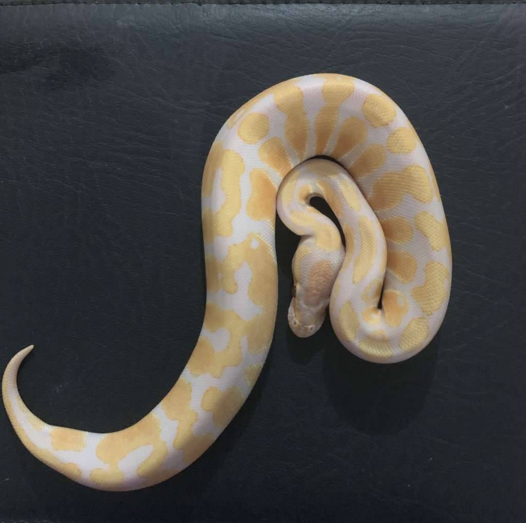 ball-python-lavender-albino-100-het-clown-TB0RGSSOAL
