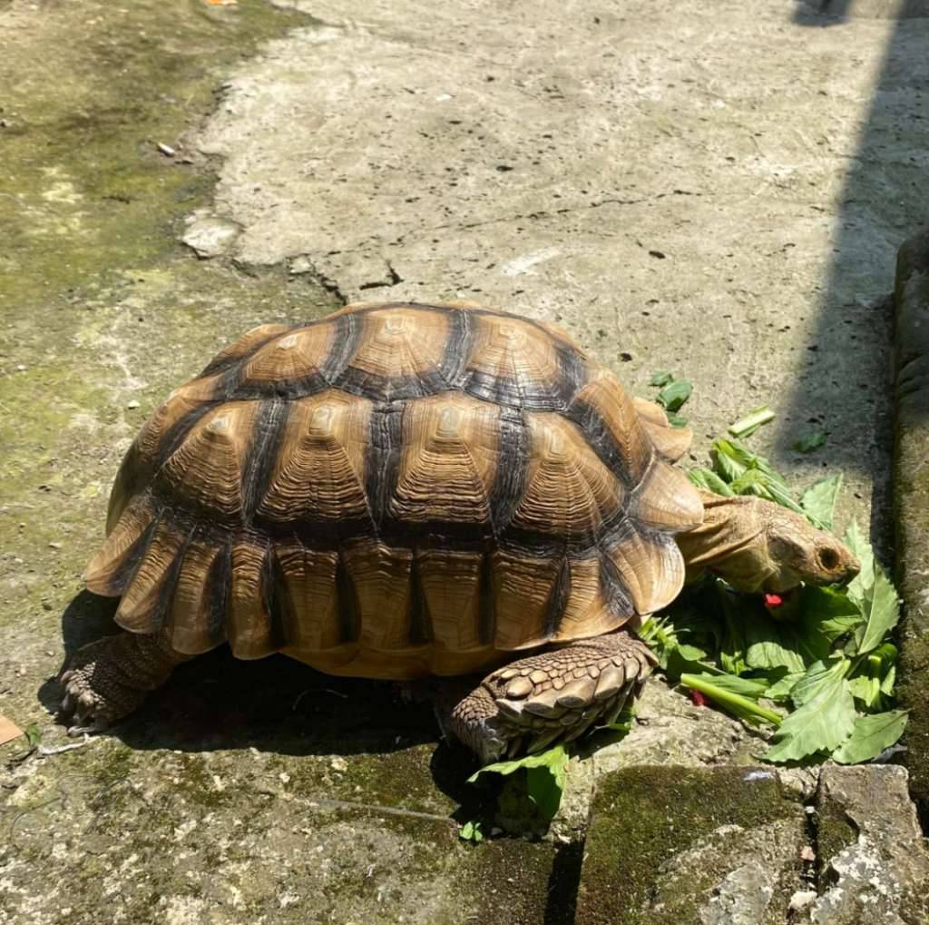 sulcata-jantan-41cm-N8E6VQIQ4X