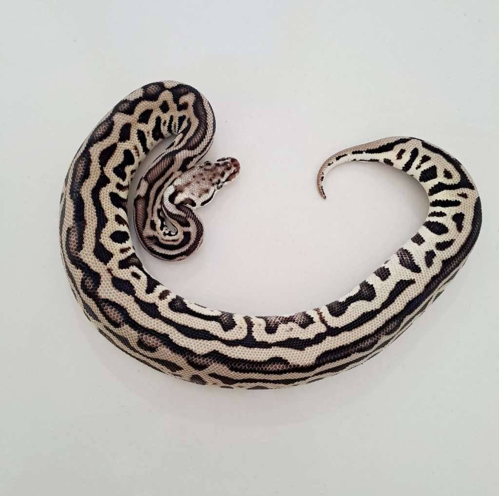 ballpython-pastel-leo-spotnose-het-clown-CQCZLK1LK1