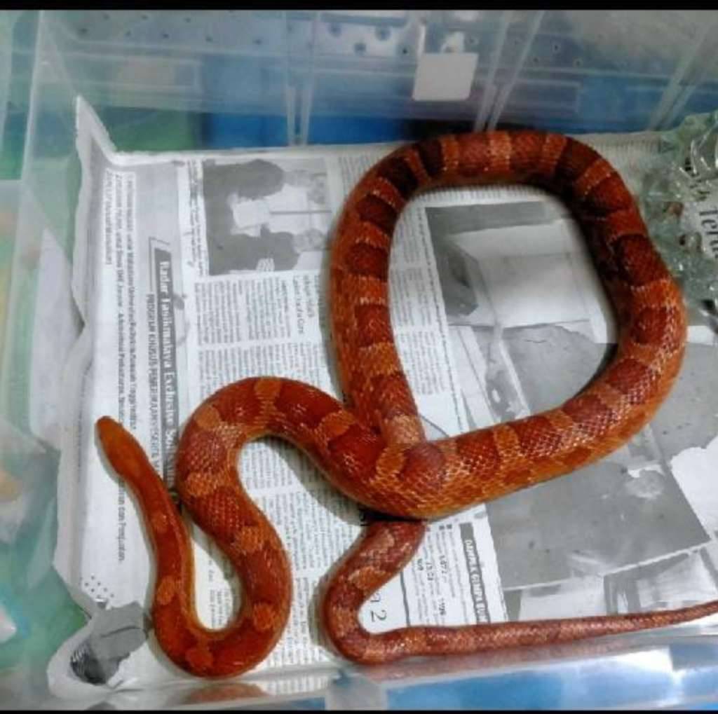 cs-male-dewasajumbo-normal-kualita-grande-a-warna-cerah-VAKV0K43J8