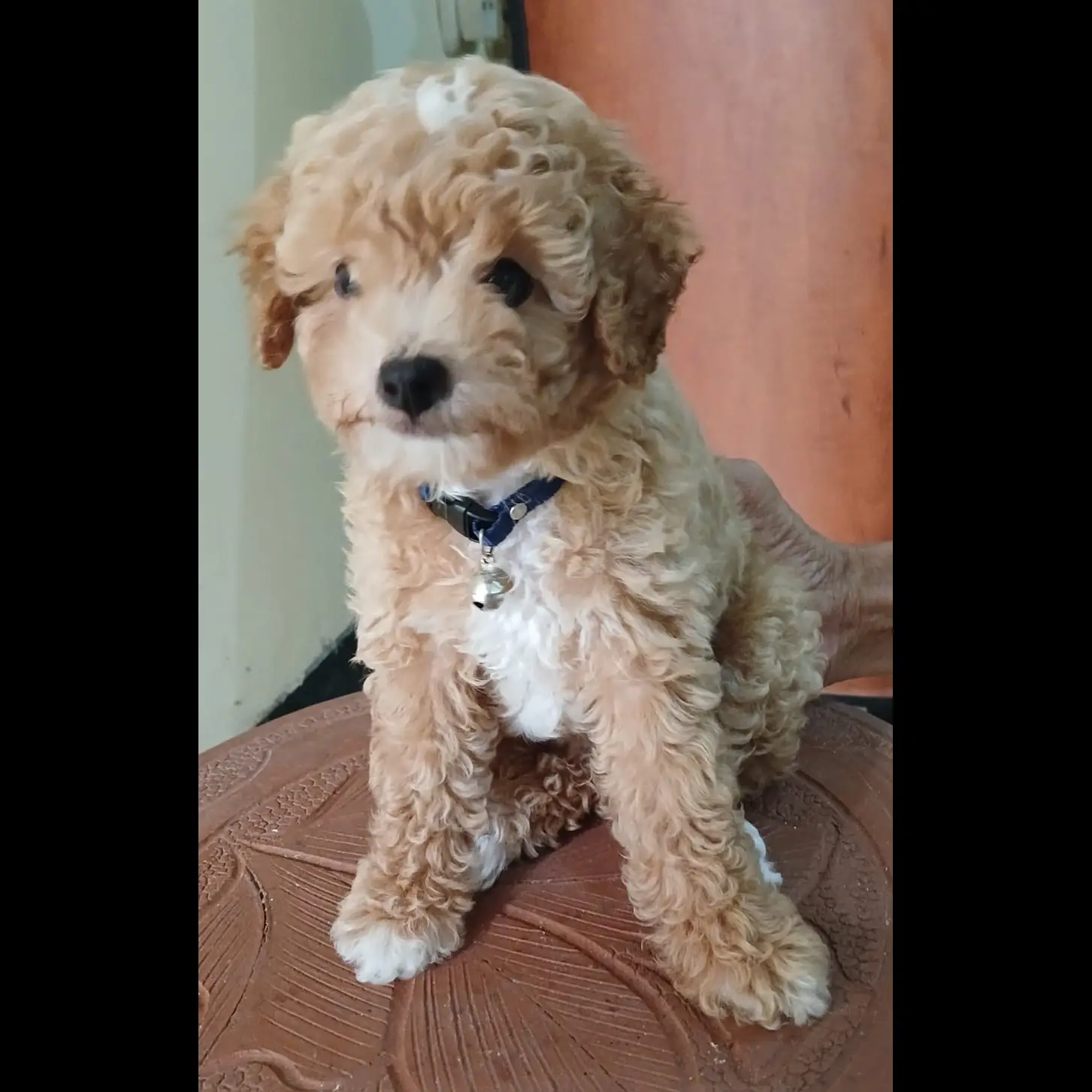 adopsi-anak-poodle-betina-jantan-lucu-2HVAG6KAVV