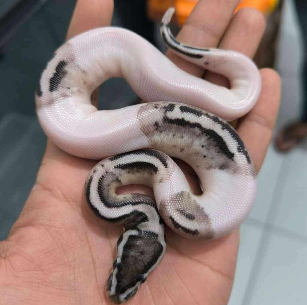 f-pastel-axanthic-pied-N8X5GJBHTJ