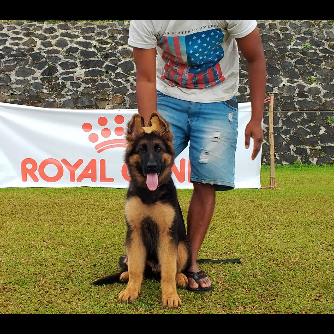 adopsi-gsd-puppies-tulang-kasar-karakter-baik-harga-bisa-nego-sampai-jadi-PH18LMKAAT