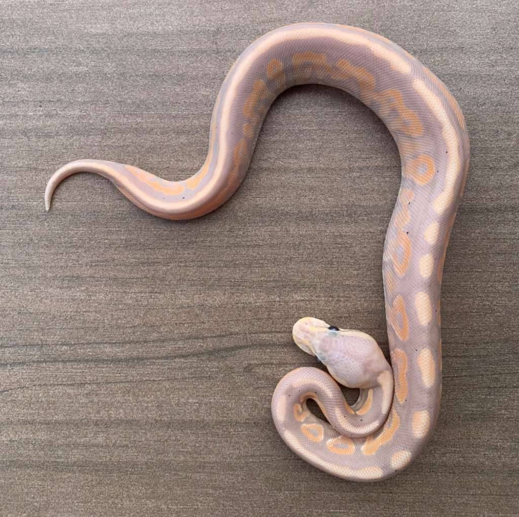 10-banana-cinnamon-poss-leopard-66-het-pied-4NPA6F8YT3