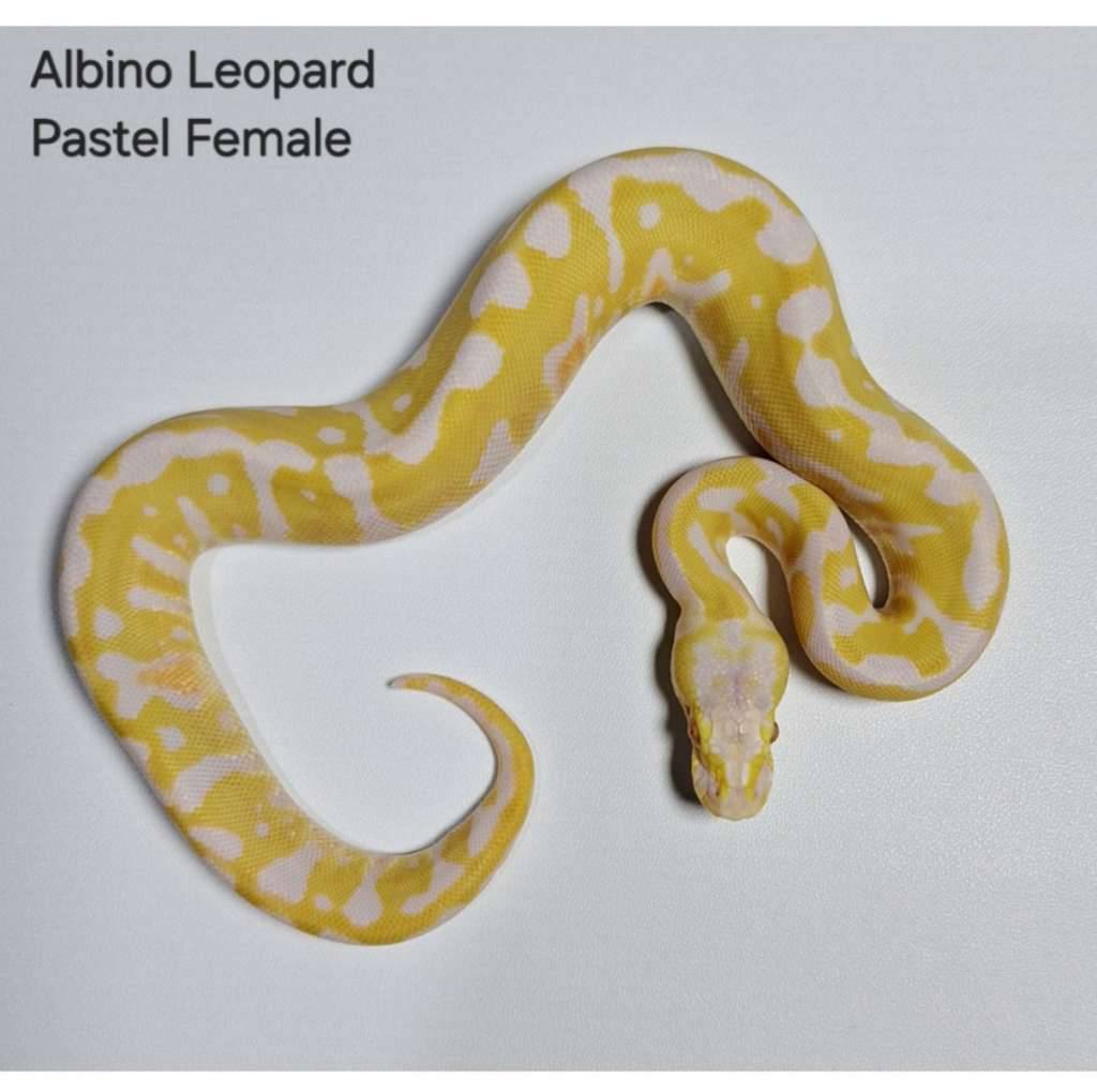 albino-leopard-pastel-female-2M4NKXWGSI