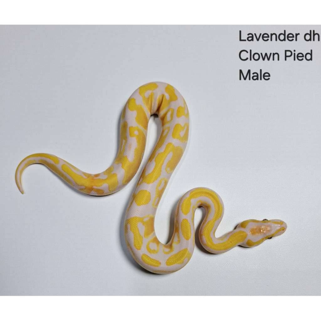 lavender-dh-clown-pied-male-S82IOF38WU