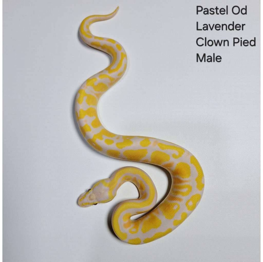 od-pastel-lavender-dh-clown-pied-male-6YBUJ2AZIN