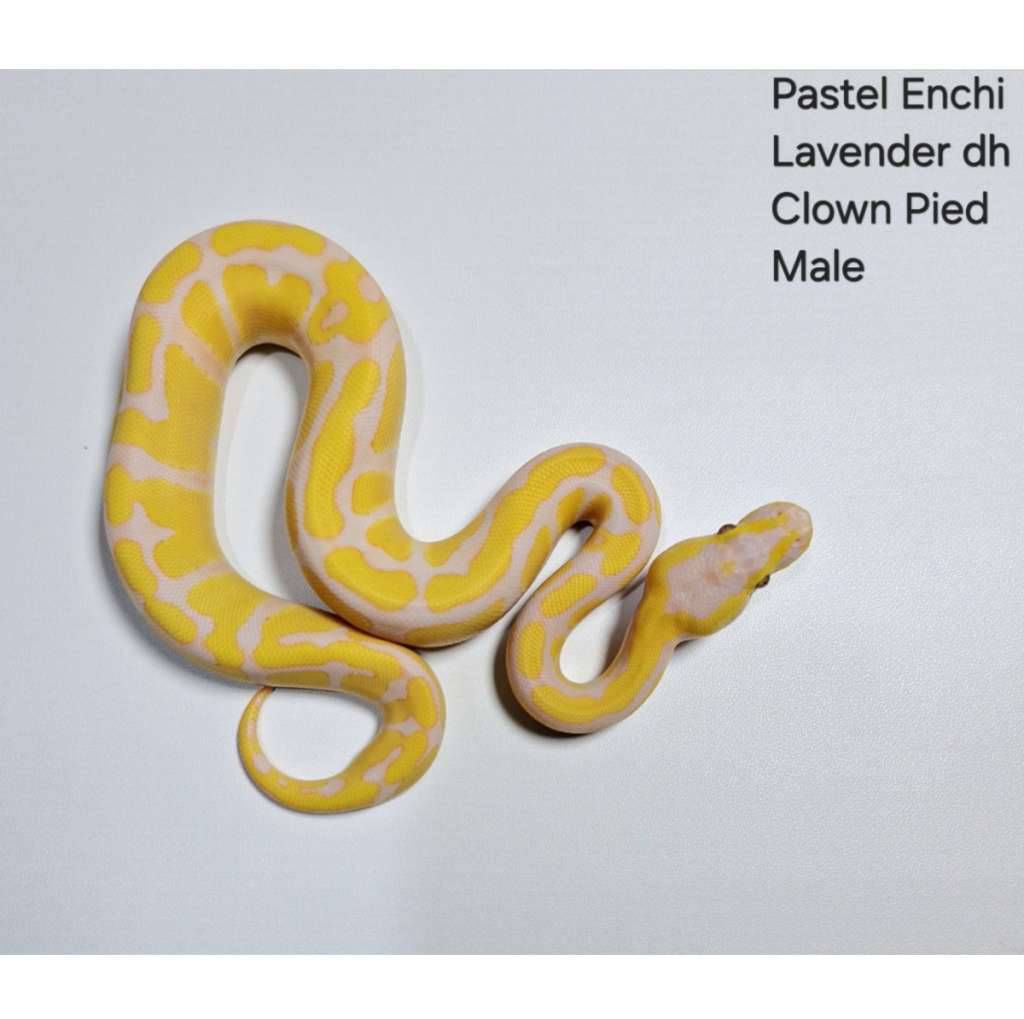 pastel-enchi-lavender-dh-clown-pied-male-KFYVJPAGGM