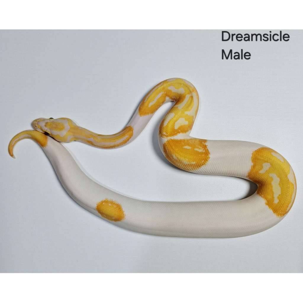 dreamsicle-male-G3OB71TWNY