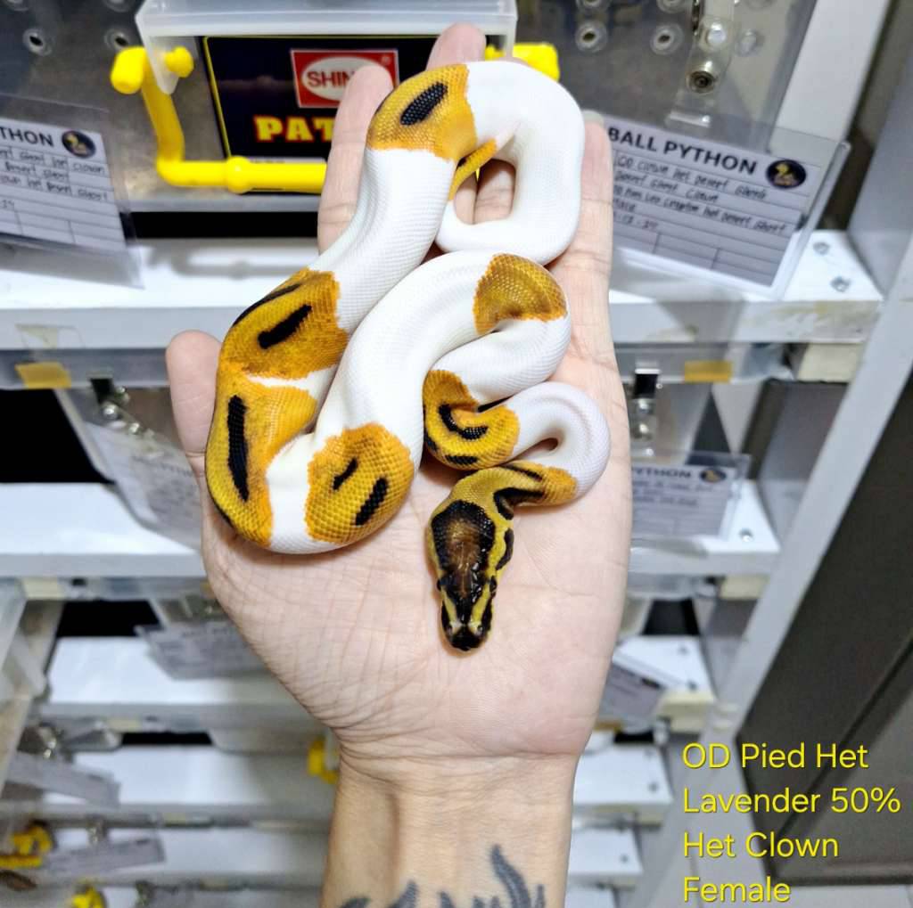 od-pied-het-lavender-50-het-clown-981TCZU91S