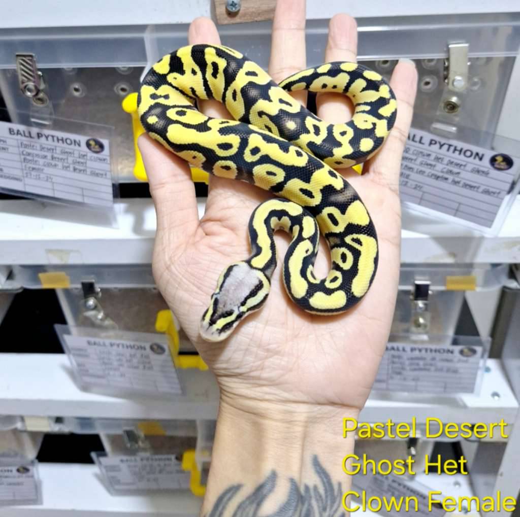 pastel-desert-ghost-het-clown-female-P1421R6TKG