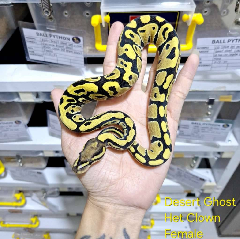 desert-ghost-het-clown-female-645FWUAFRU