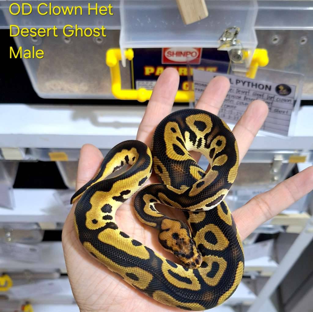 orange-dream-clown-het-desert-ghost-1O71JXOTBU