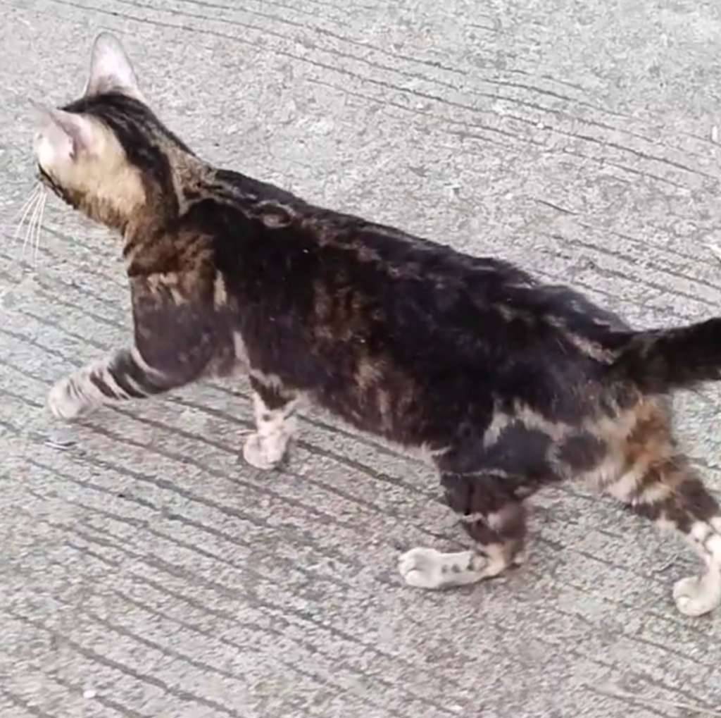 female-bengal-hamil-tua-pure-kawin-dengan-line-ped-ILYWH3CKC7