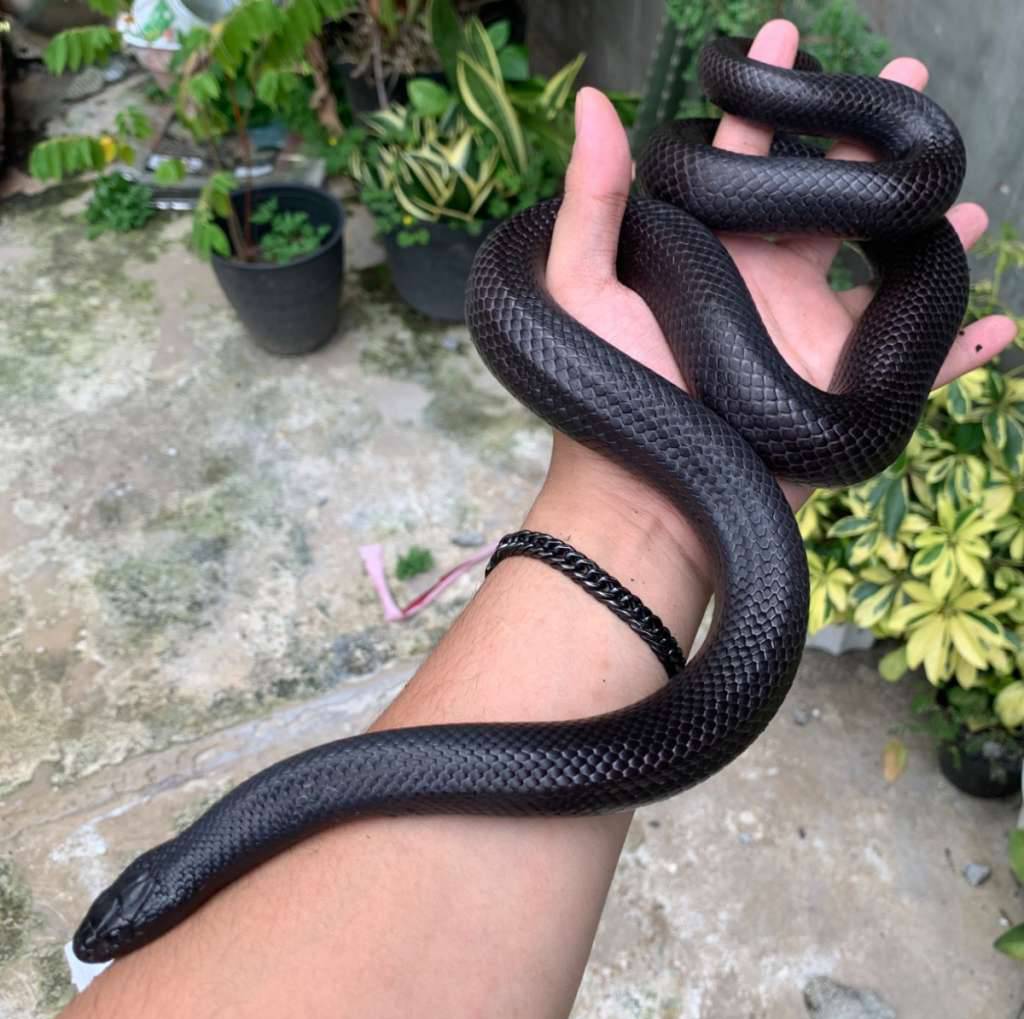 f-mexican-black-kingsnake-ATKO141ESF