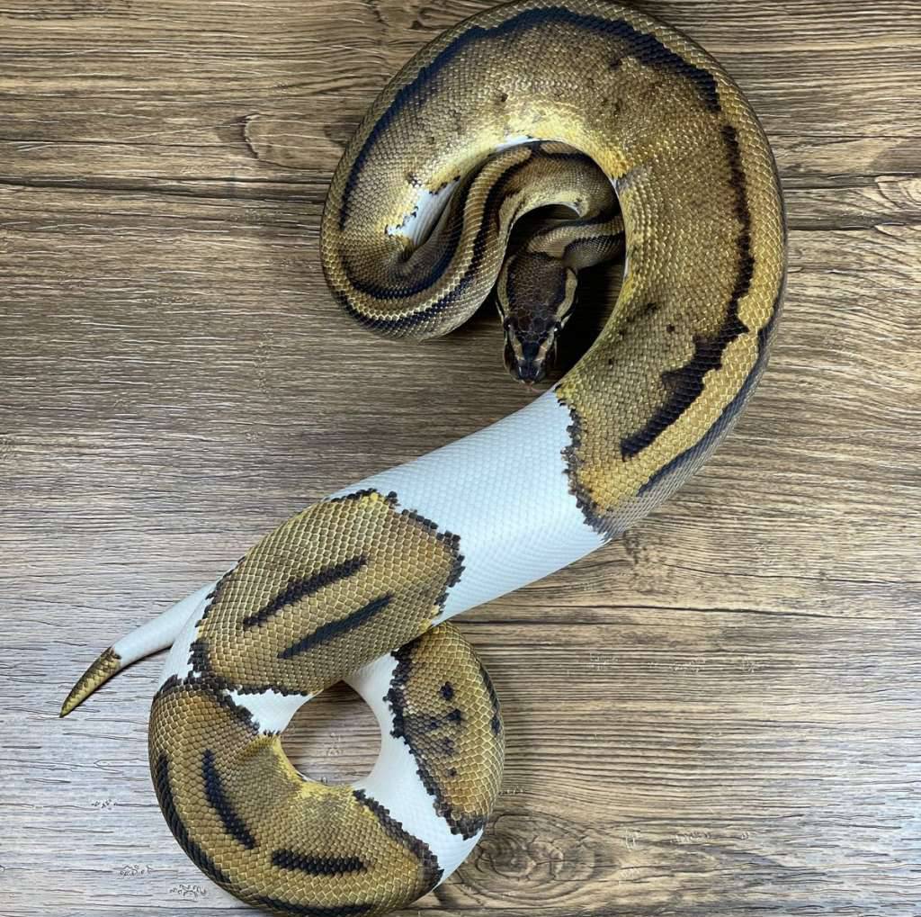 leopard-pied-het-axa-vpi-FPEN6U1EQH